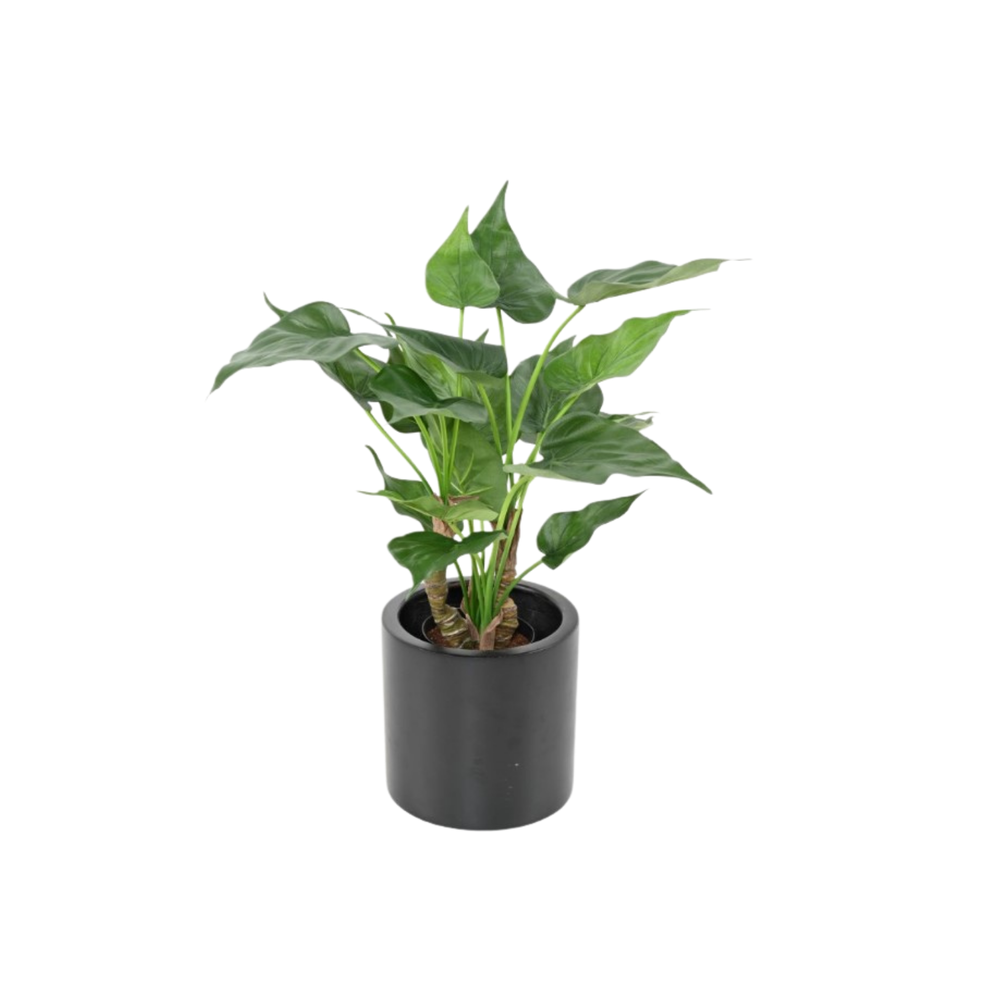 Alocasia 50 cm